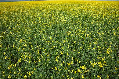 《沙丘：觉醒》开发商Funcom宣布进行重组裁员