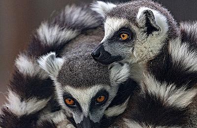 《优米雅的炼金工房》联动《美德传奇f高清复刻版》 推出免费服装DLC